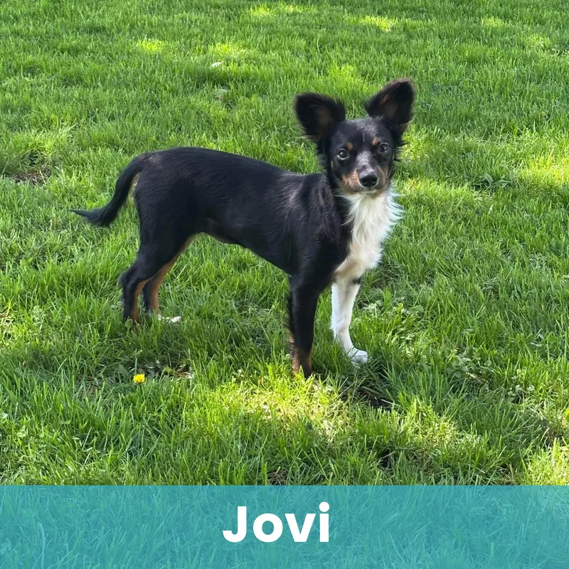 Jovi thumbnail 3