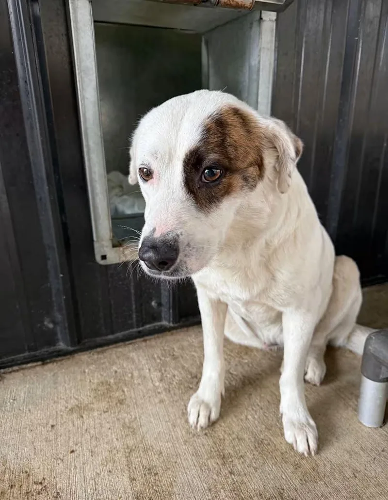 Dixie Lynn thumbnail 2