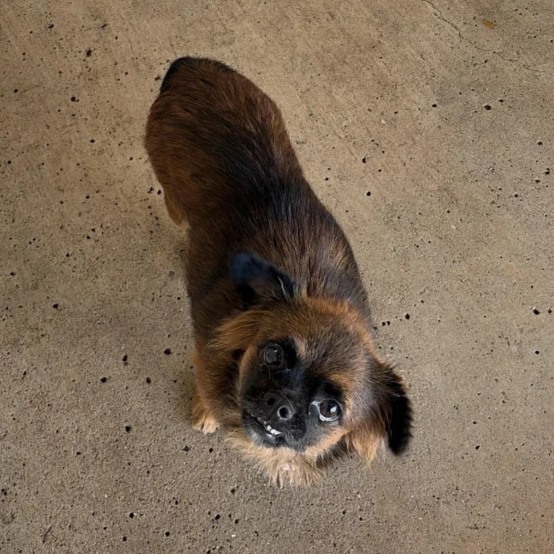 A young small-sized female Terrier dog named Neo for adoption in Edinburg, TX