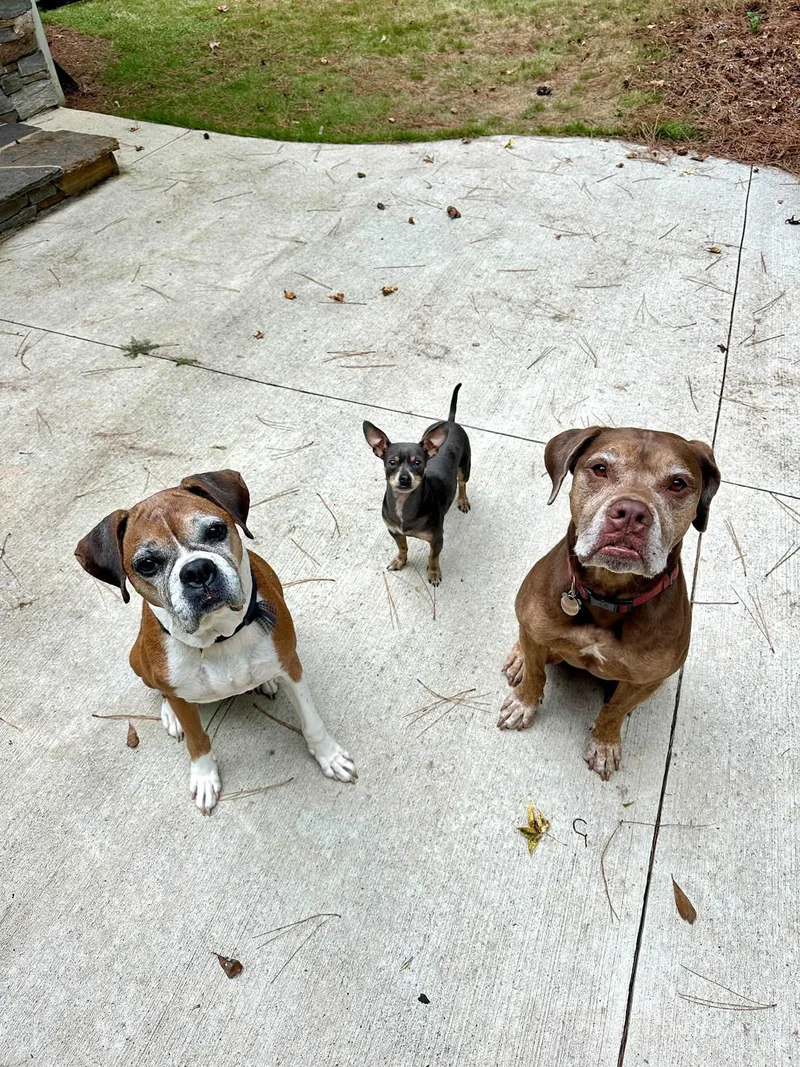 A senior medium-sized female Mixed Breed dog named Angel for adoption in Athens, GA