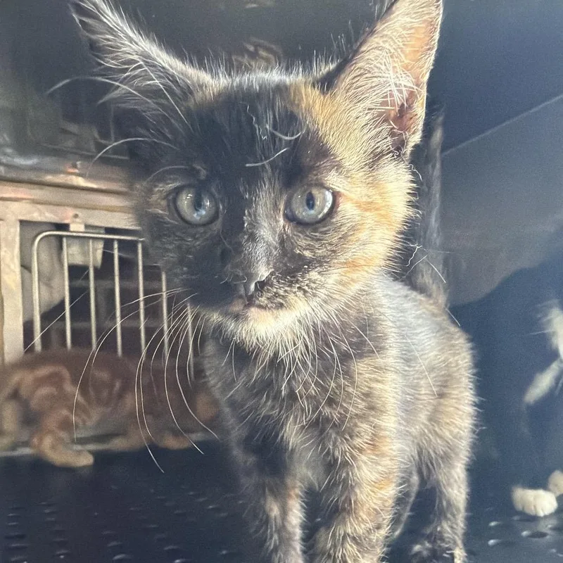 A baby small-sized female Black Domestic Short Hair cat named Ivy for adoption in Goshen, IN