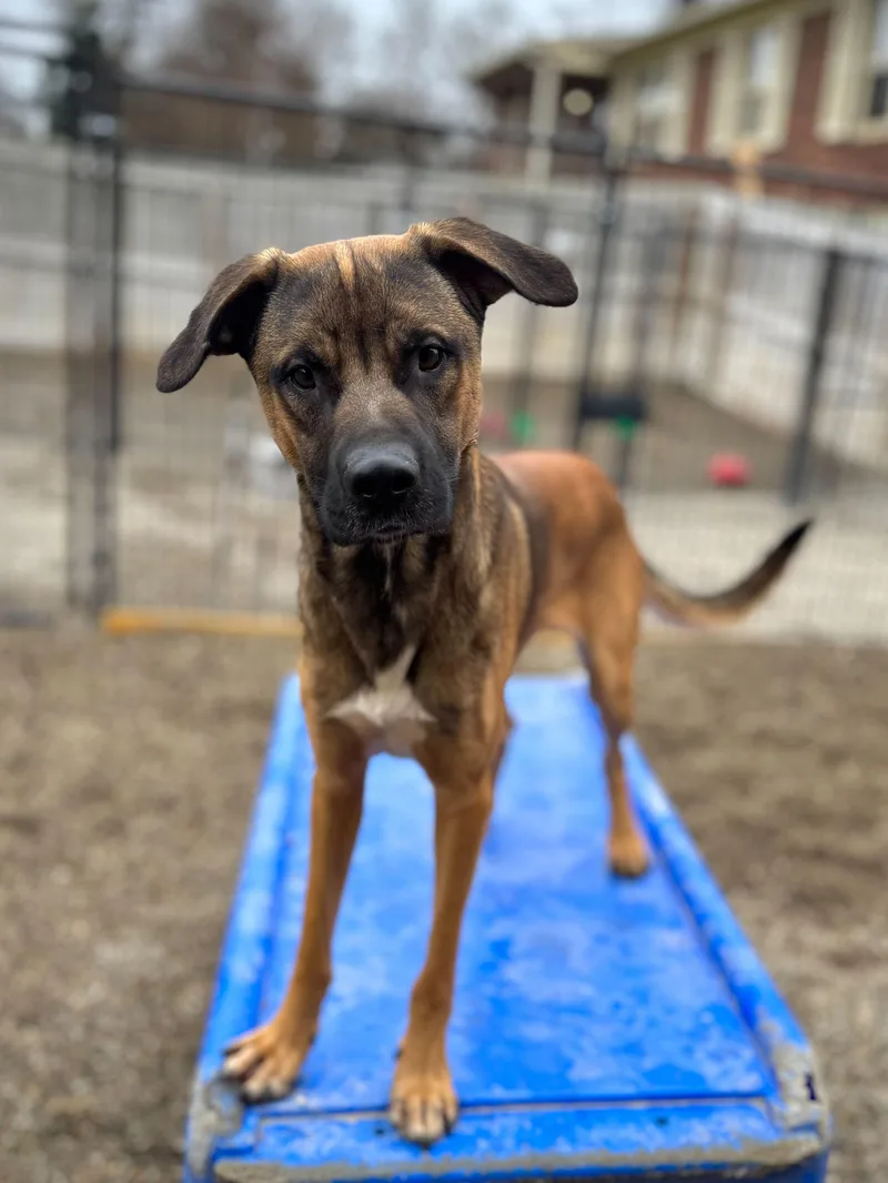 A young medium-sized male Golden German Shepherd Dog dog named Kenobi for adoption in Indianapolis, IN