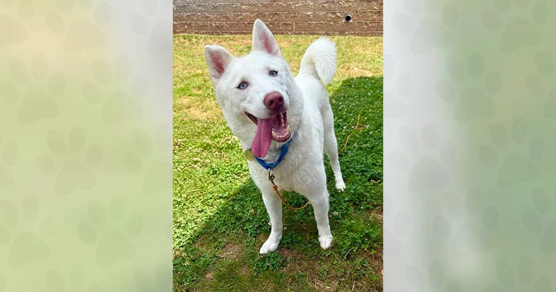 An adult medium-sized female Mixed Breed dog named Cove for adoption in Weaverville, NC
