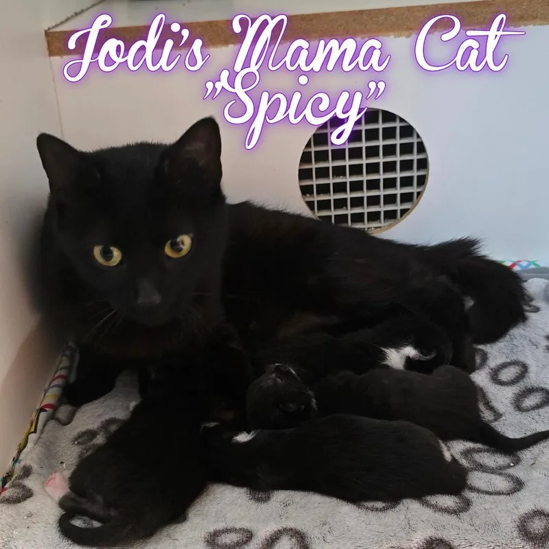 A young large-sized female Domestic Short Hair cat named Cocoa for adoption in Hillsboro, OH