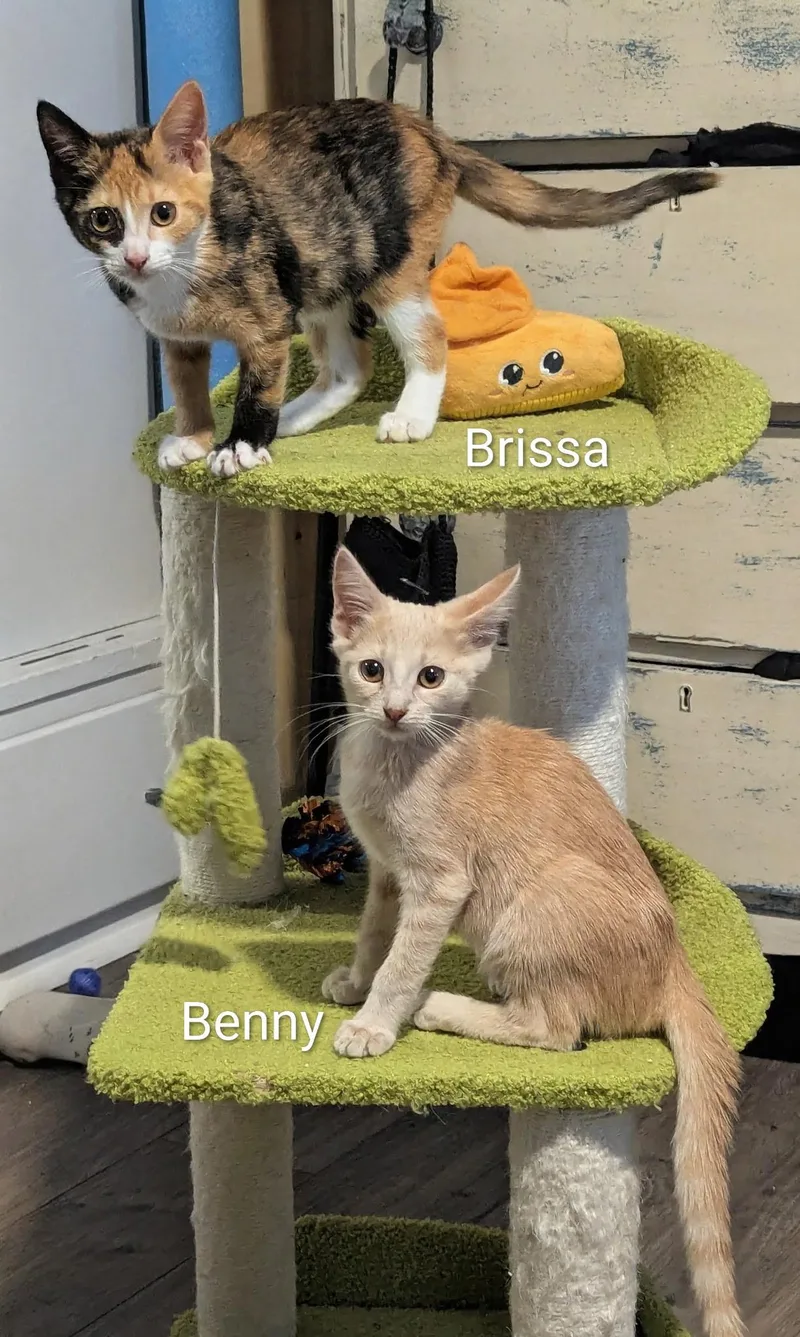 A baby medium-sized female Calico Domestic Short Hair cat named Benny & Brissa for adoption in Oakley, CA