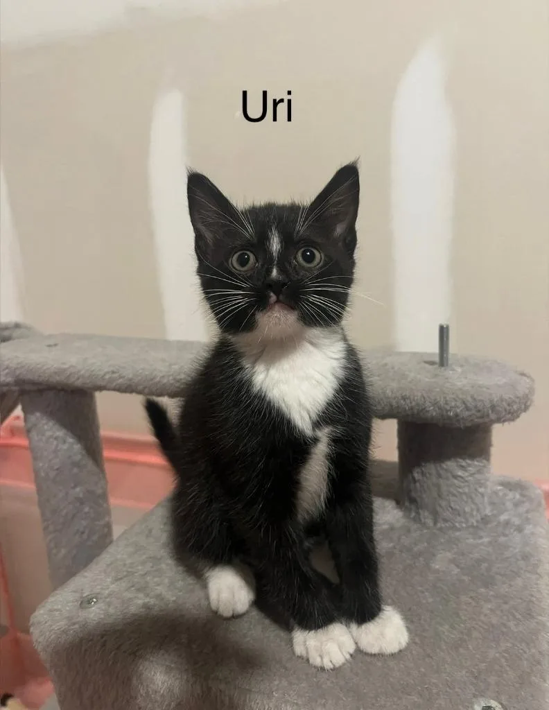 A baby small-sized male Domestic Short Hair cat named Bodhi for adoption in Darien, GA