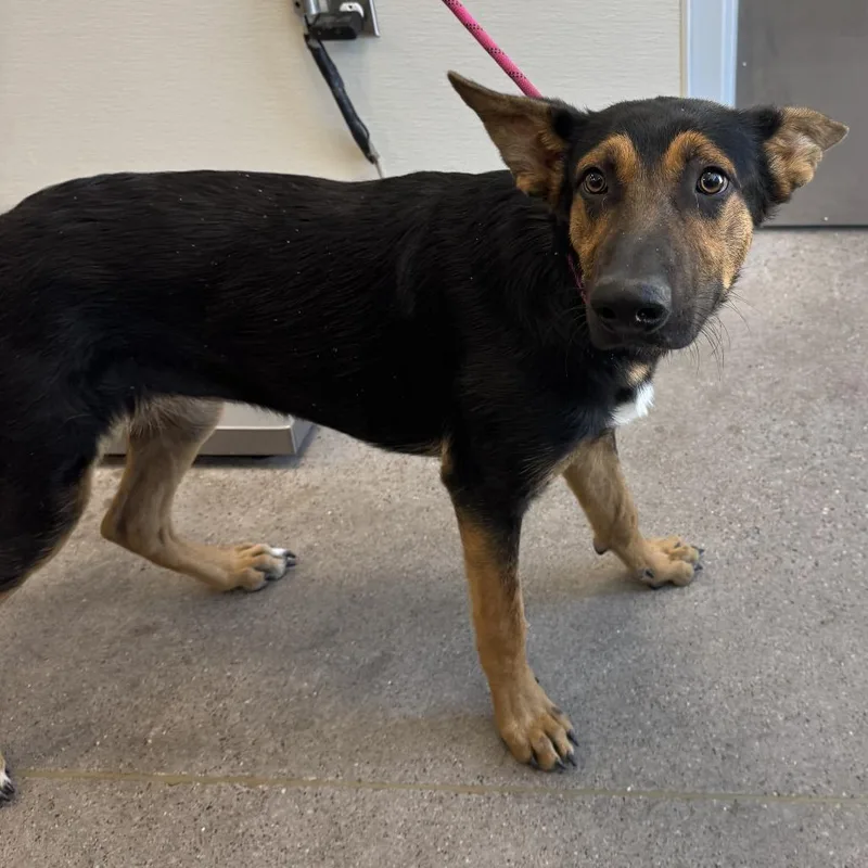 A young medium-sized female Black Mixed Breed dog named Mallory for adoption in Las Cruces, NM