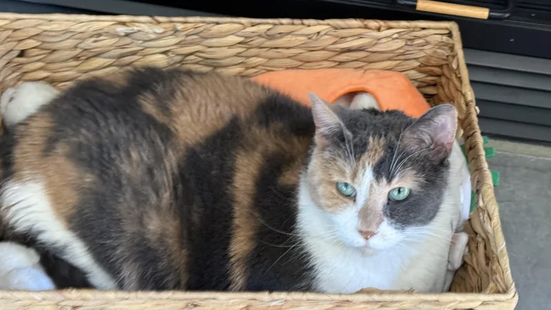 A senior medium-sized female Calico cat named Quinn for adoption in Crown Point, IN