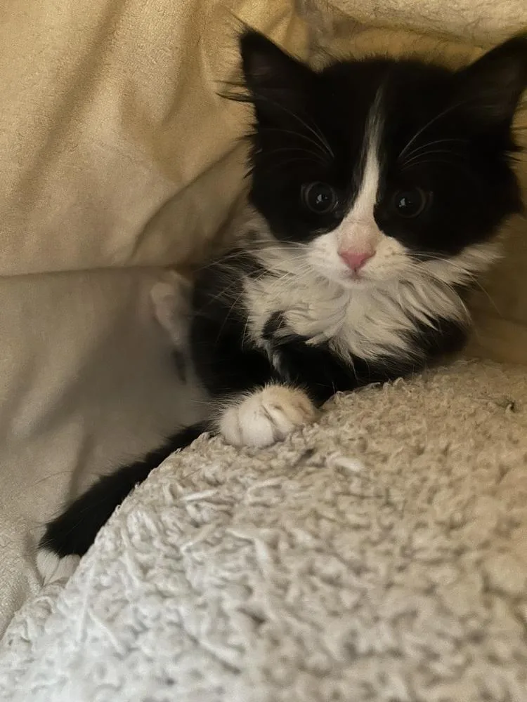 A baby small-sized female Domestic Medium Hair cat named Hotdog Princess for adoption in Bellingham, WA