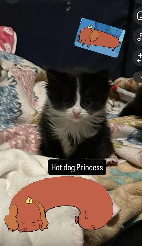 Hotdog Princess thumbnail 4