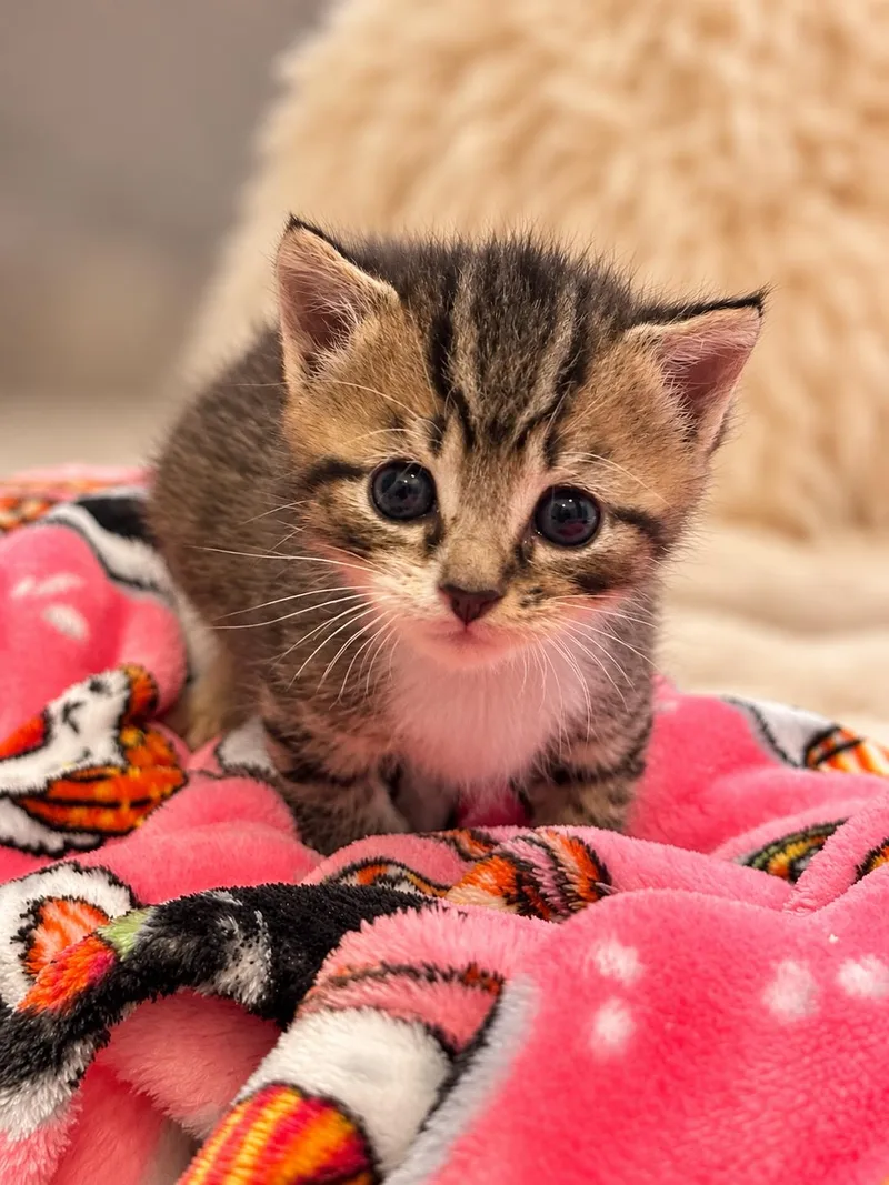 A baby large-sized male Tabby (Brown / Chocolate) Domestic Short Hair cat named Chutney for adoption in Lemoyne, PA