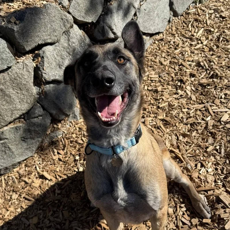 An adult large-sized male Brown / Chocolate Belgian Shepherd / Malinois dog named Jackie for adoption in Tacoma, WA