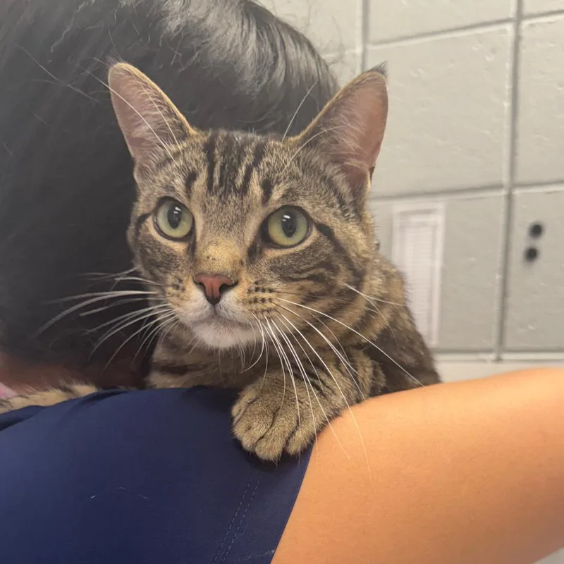 An adult medium-sized male Gray / Blue / Silver Domestic Short Hair cat named Nathan Fielder for adoption in West Olive, MI