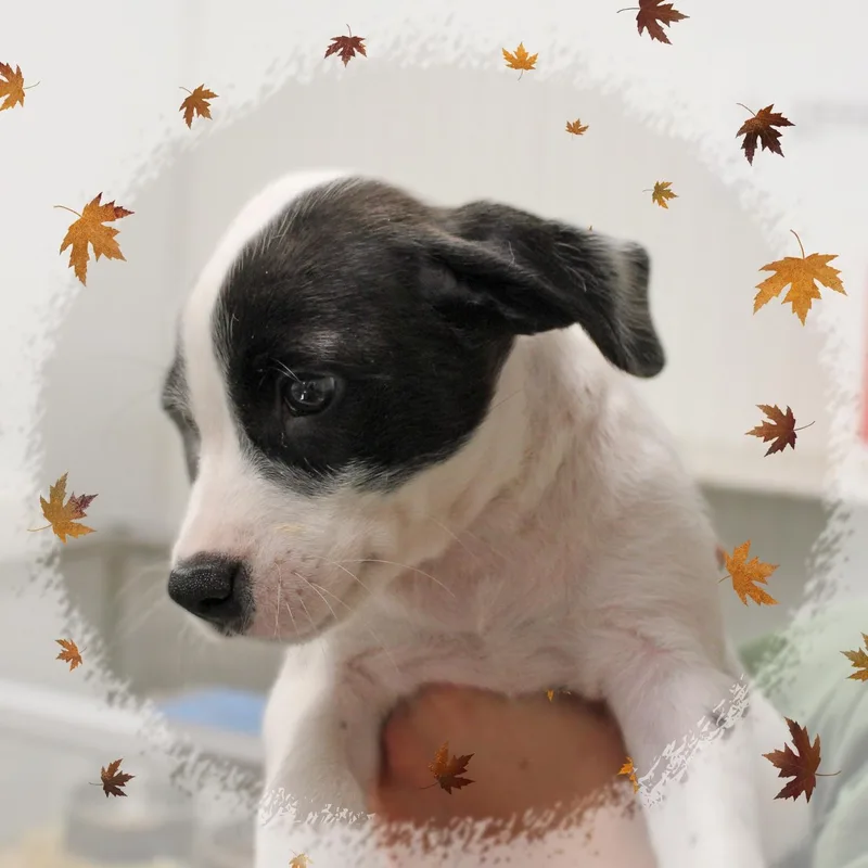 A baby medium-sized male White / Cream Mixed Breed dog named Willie for adoption in Amelia, OH
