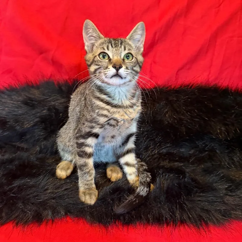 A baby small-sized male Brown / Chocolate Domestic Short Hair cat named Mr. Bubbles for adoption in Westminster, CA