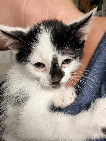 A baby medium-sized male Black & White / Tuxedo Domestic Short Hair cat named Panda for adoption in Bulverde, TX