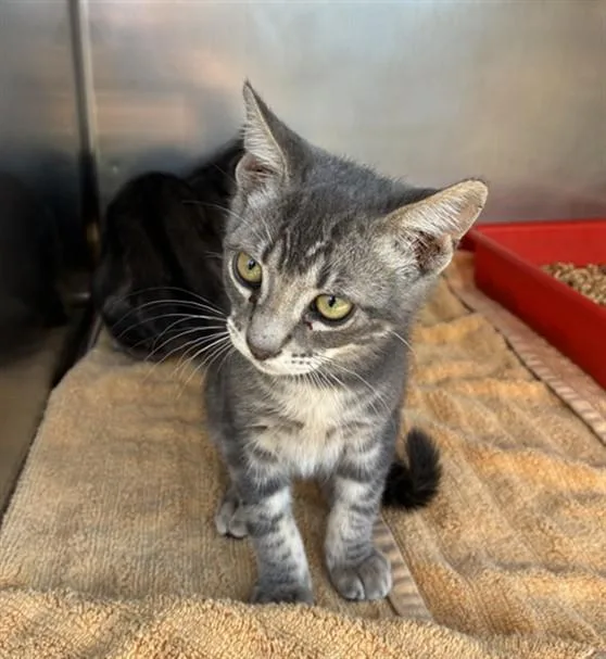 A baby small-sized male Domestic Short Hair cat named Thor for adoption in Norco, CA