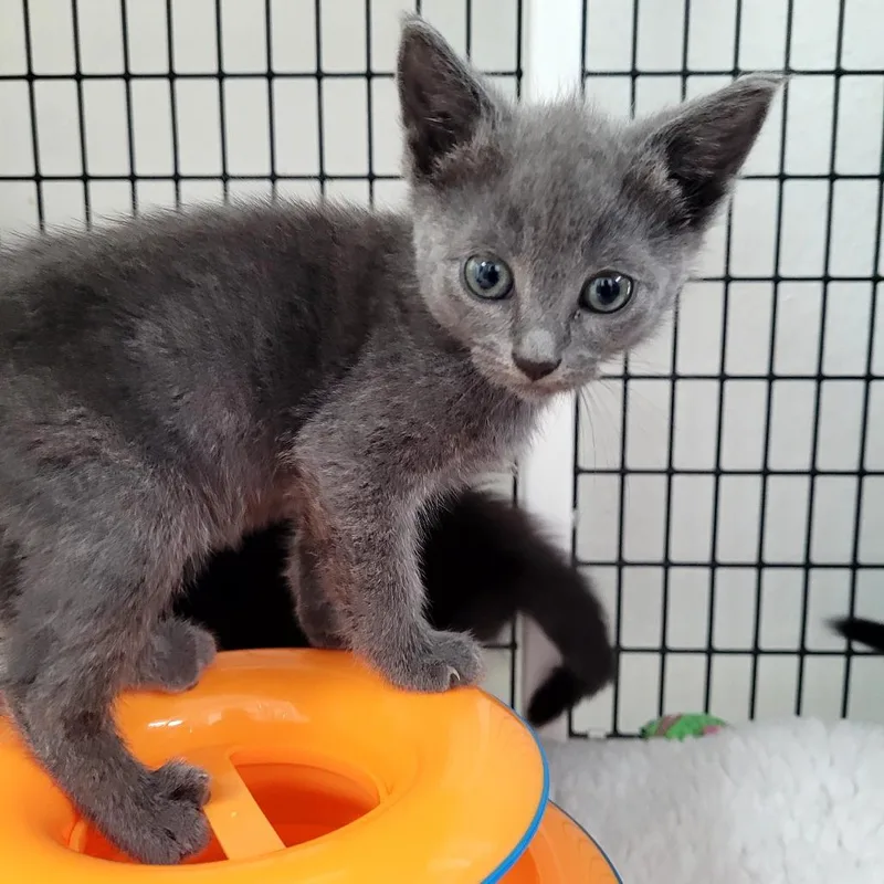 A baby small-sized female Domestic Short Hair cat named Ash for adoption in Allyn, WA