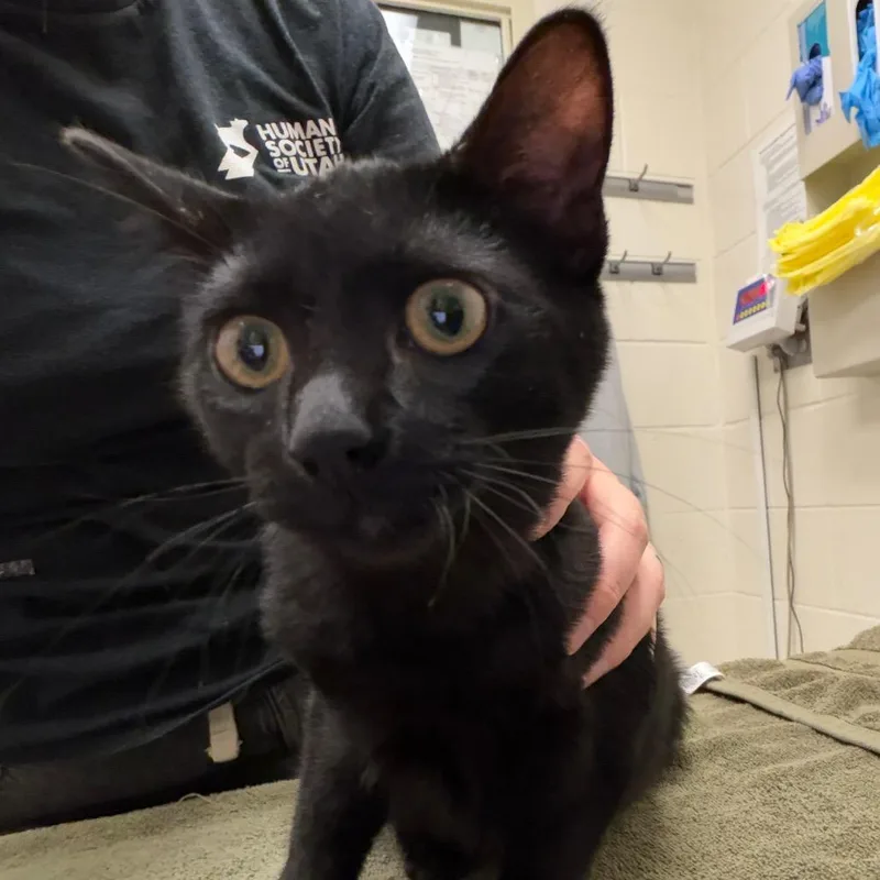 A baby medium-sized male Black Domestic Short Hair cat named Chimuelo for adoption in Murray, UT