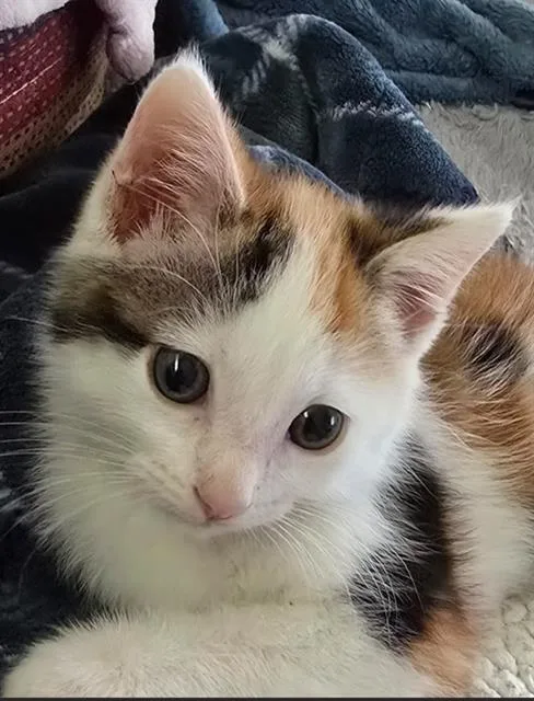A baby small-sized female Domestic Short Hair cat named Dolly for adoption in Tustin, CA