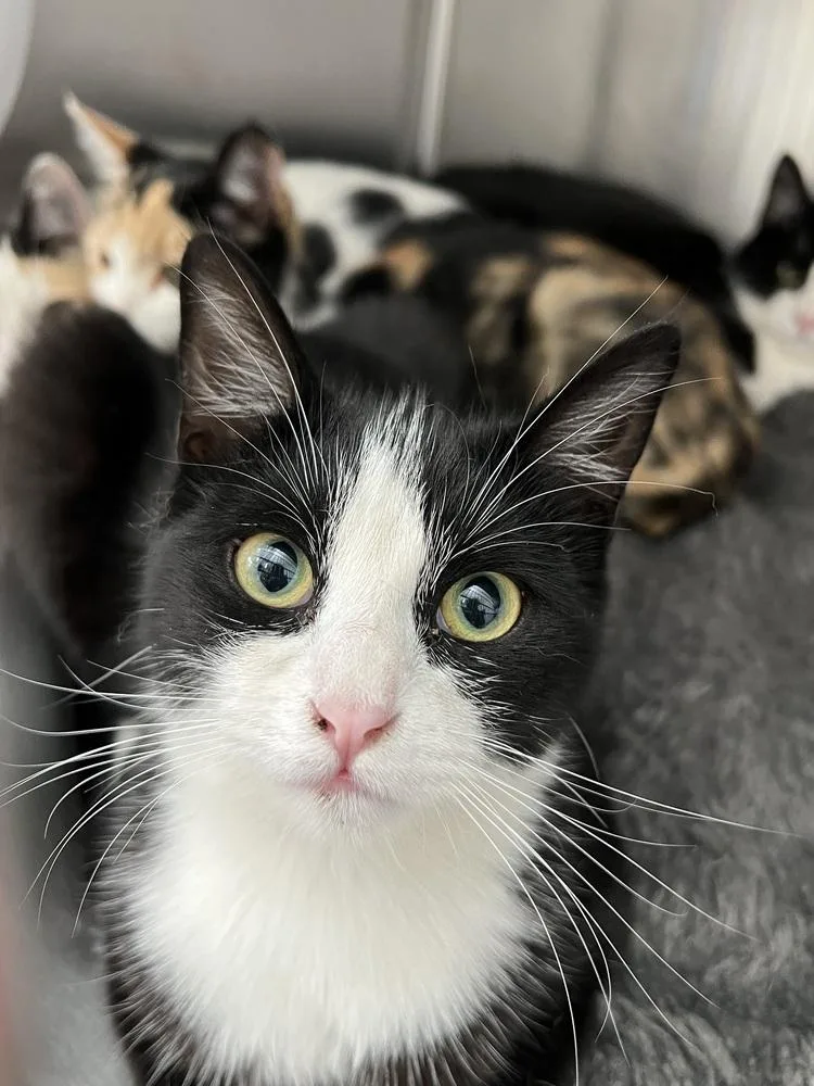 A young small-sized female Domestic Short Hair cat named Bee Bee for adoption in Oakdale, CA