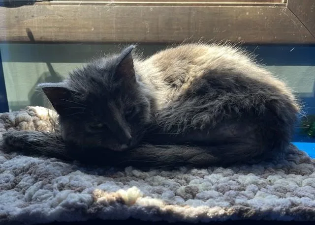 Madison