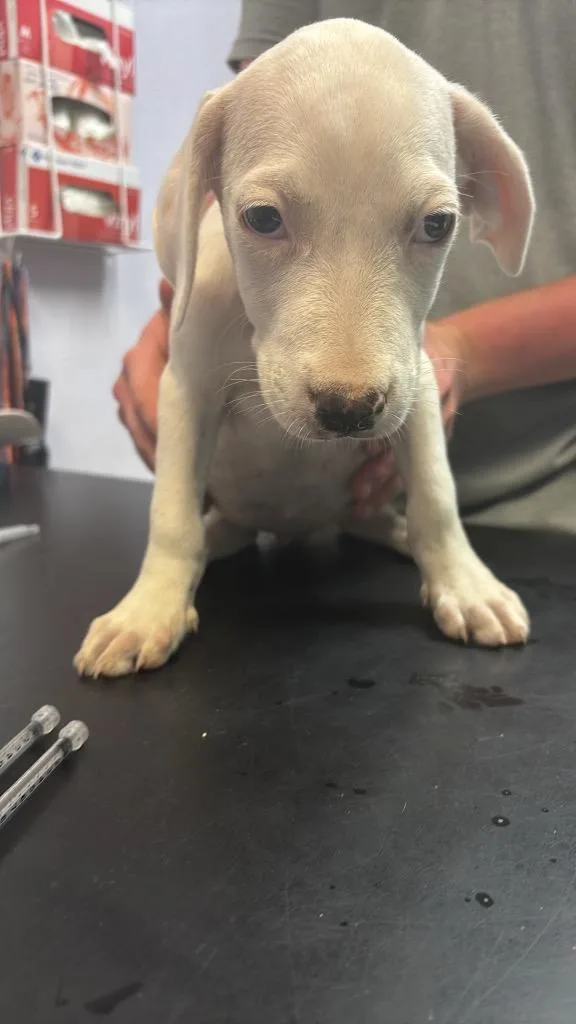 A baby medium-sized female Labrador Retriever dog named Odessa for adoption in New Braunfels, TX