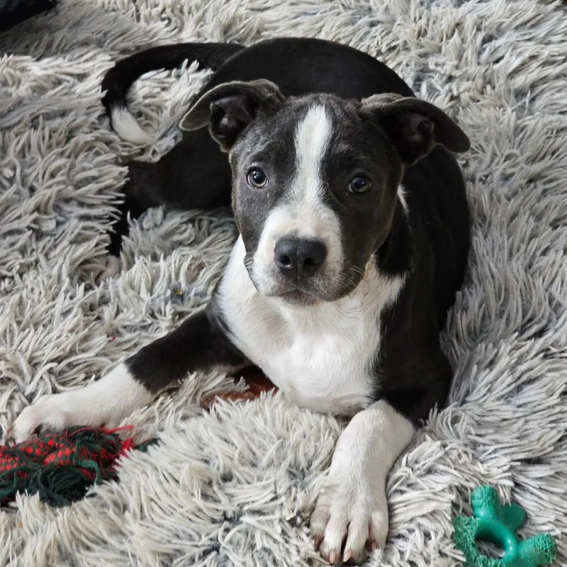 A baby large-sized female Pit Bull Terrier dog named Wren for adoption in Salisbury, MD