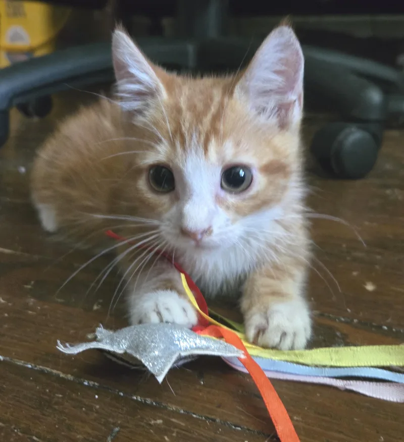 A baby medium-sized male Tabby (Orange / Red) Domestic Short Hair cat named Kubota for adoption in Smithfield, NC