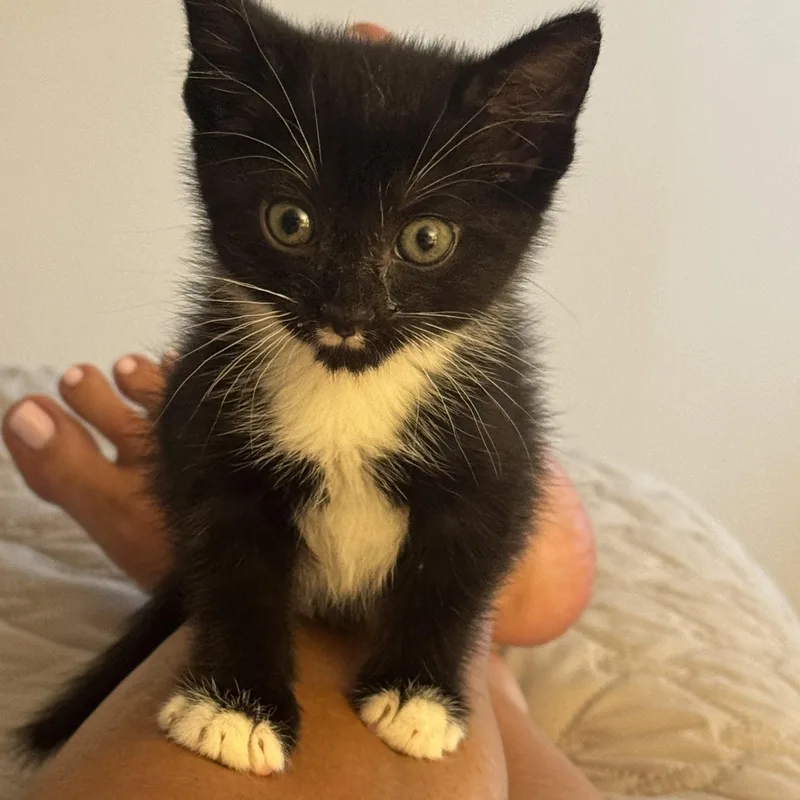 A baby medium-sized female Tuxedo cat named Leilani for adoption in Memphis, TN