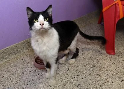 An adult medium-sized male Domestic Medium Hair cat named Domino for adoption in Baton Rouge, LA
