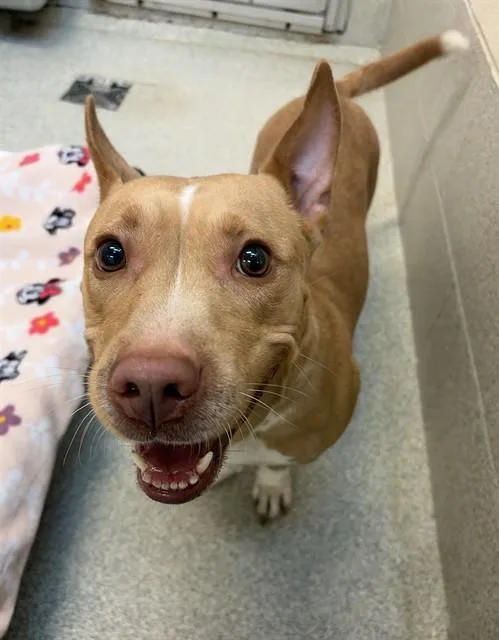 A young medium-sized female Mixed Breed dog named Lady Slipper for adoption in Statesville, NC