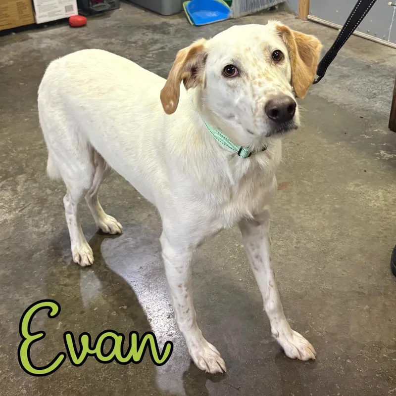 An adult large-sized male Labrador Retriever dog named Evan for adoption in Hillsboro, OH