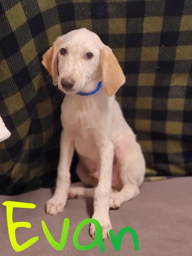 Evan thumbnail 2