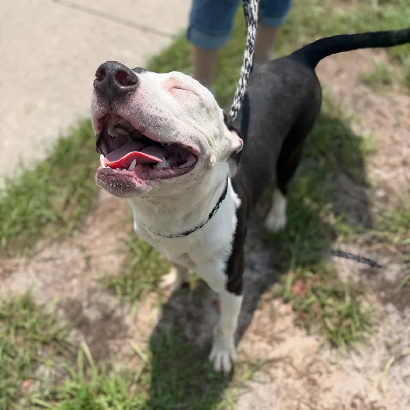 A young medium-sized male Pit Bull Terrier dog named Hawthorne for adoption in Port Richey, FL
