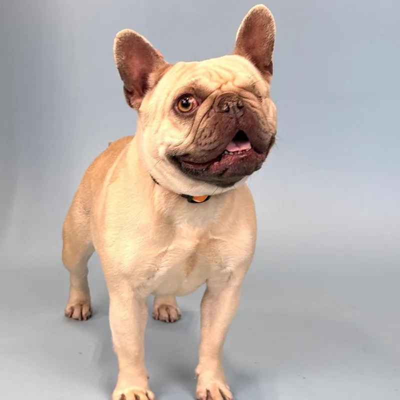An adult medium-sized female Apricot / Beige French Bulldog dog named Vira for adoption in Portland, OR
