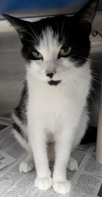 An adult small-sized female Black & White / Tuxedo Domestic Short Hair cat named Salsa for adoption in Evansville, IN