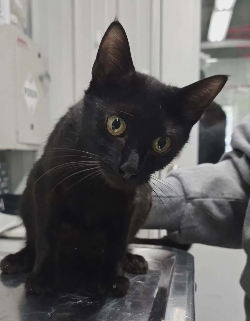 A young medium-sized female Domestic Short Hair cat named Lucy for adoption in Hillsdale, IN