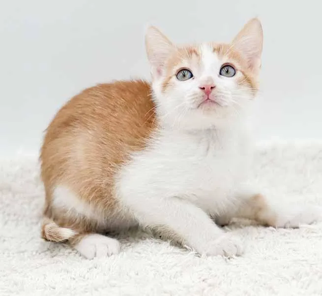 Lennox!  What Is thumbnail 2