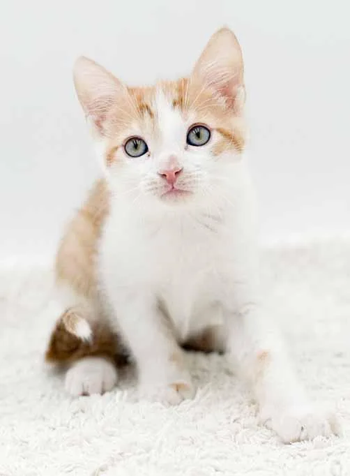 Lennox!  What Is thumbnail 3