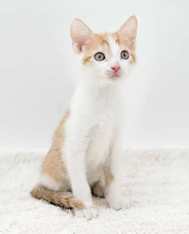 Lennox!  What Is thumbnail 4