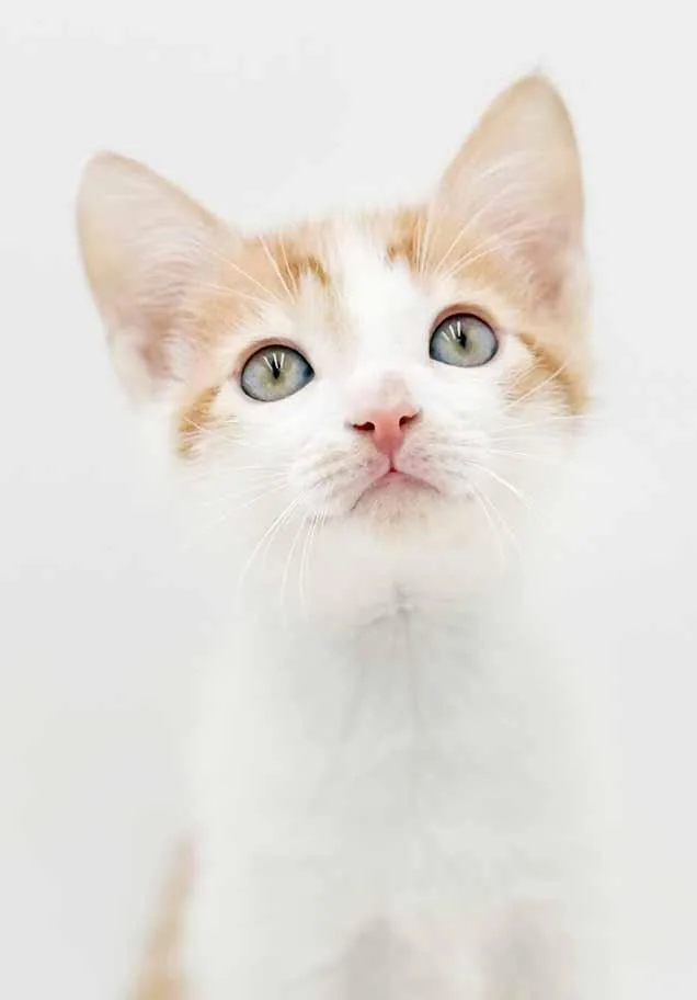 A baby small-sized male White Turkish Van cat named Lennox!  What Is for adoption in Bedford Hills, NY