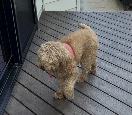 A young medium-sized female Brown / Chocolate Goldendoodle dog named Macy for adoption in Washington, DC