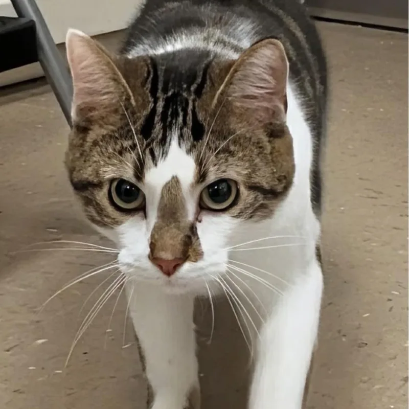 An adult small-sized male Brown / Chocolate Domestic Short Hair cat named Ricky for adoption in Marysville, OH