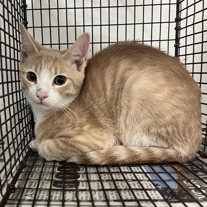 A baby small-sized male Cream / Ivory Domestic Short Hair cat named Finn the Human for adoption in Edinburg, TX