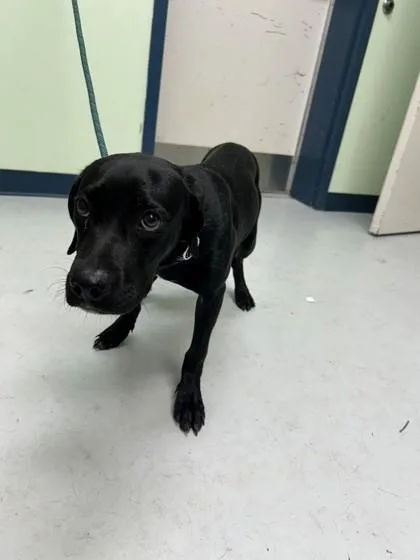 A young medium-sized male Labrador Retriever dog named Montana for adoption in Savannah, GA