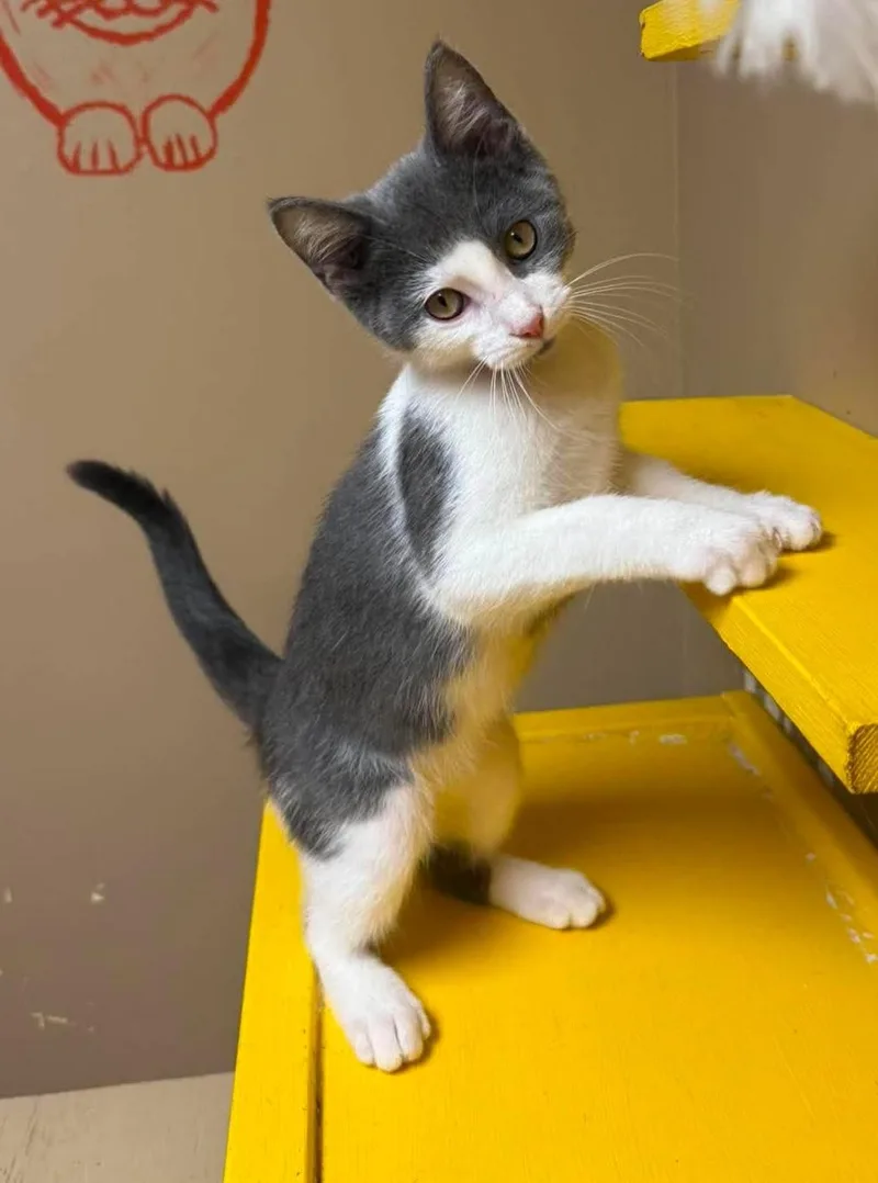 A baby medium-sized male Gray & White Domestic Short Hair cat named Ducky for adoption in Maryville, MO