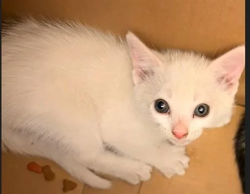 A baby small-sized male Domestic Medium Hair cat named Unknown for adoption in Rancho Cucamonga, CA