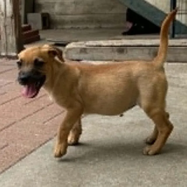 A baby small-sized female Golden Chiweenie dog named Peach for adoption in Spring, TX