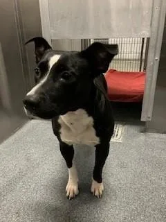 A young medium-sized female Mixed Breed dog named Keba for adoption in Dallas, TX